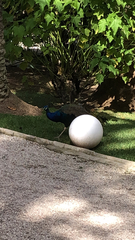 Pavo cristatus