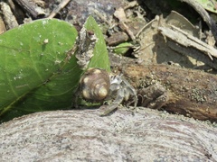Coenobita compressus