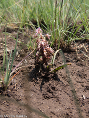 Ledebouria luteola