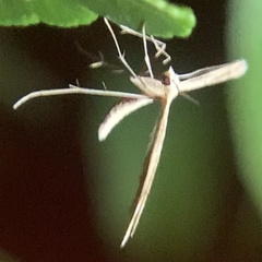Stenoptilia