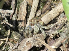 Coenobita compressus