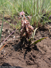 Ledebouria luteola