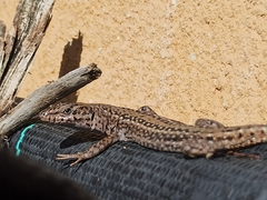 Podarcis guadarramae guadarramae