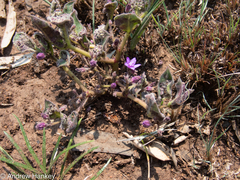Raphionacme hirsuta