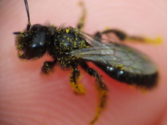 Panurgus dentipes