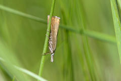 Chrysoteuchia culmella