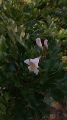 Podranea ricasoliana