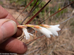 Dierama