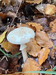 Amanita citrina