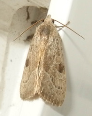 Galgula partita
