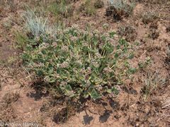 Xysmalobium pedifoetidum