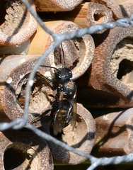Osmia