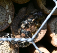 Osmia