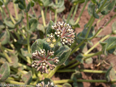 Xysmalobium pedifoetidum