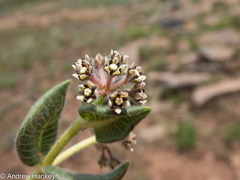 Xysmalobium pedifoetidum