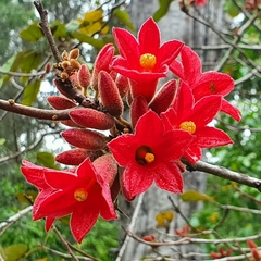 Brachychiton bidwillii
