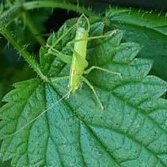 Meconema meridionale