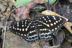 Lexias cyanipardus