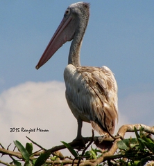 Pelecanus philippensis