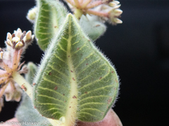 Xysmalobium pedifoetidum