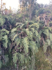 Blechnum chilense