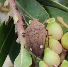 Solenosthedium bilunatum