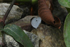 Neopithecops zalmora