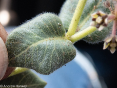 Xysmalobium pedifoetidum