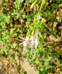 Fuchsia magellanica