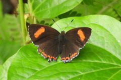 Heliophorus