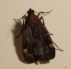 Hydrillodes funestalis