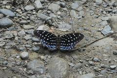 Lexias cyanipardus