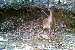 Cervus nippon nippon