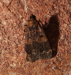 Hydrillodes funestalis