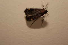 Hydrillodes funestalis