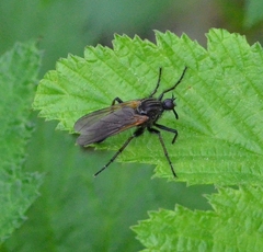 Empididae