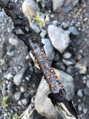 Nectriaceae