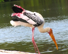 Mycteria leucocephala