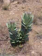 Protea roupelliae roupelliae