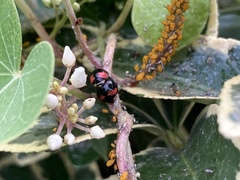Cheilomenes sexmaculata