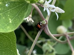 Cheilomenes sexmaculata