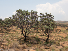 Protea roupelliae roupelliae
