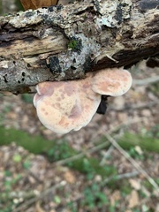 Hapalopilus rutilans