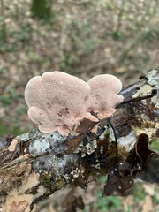 Hapalopilus rutilans