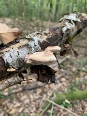 Hapalopilus rutilans