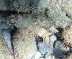 Scorpaena porcus