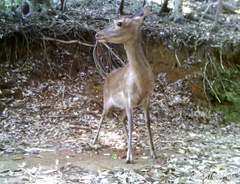 Cervus nippon nippon