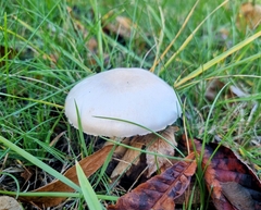 Agaricus arvensis
