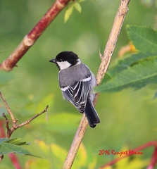 Parus cinereus