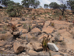 Aloe barbara-jeppeae